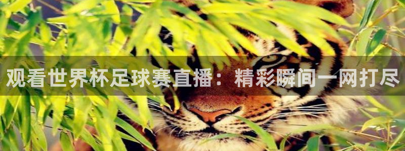 观看世界杯足球赛直播：精彩瞬间一网打